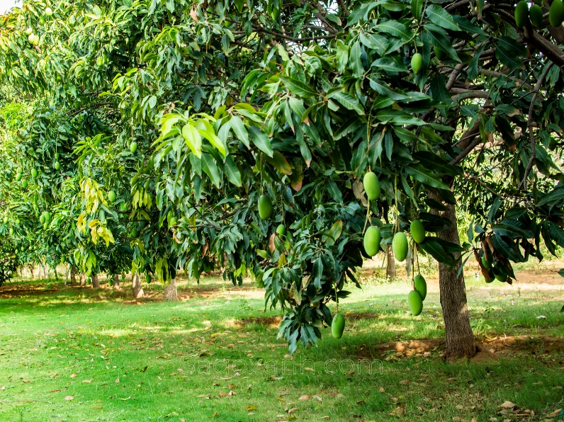 Cây Xoài trồng sân vườn với tán lá xanh tạo bóng mát tự nhiên cho lối đi