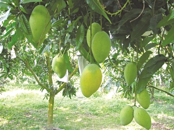 Cây Xoài xanh tốt trong vườn với dáng cây rộng và không gian trồng thoáng đãng