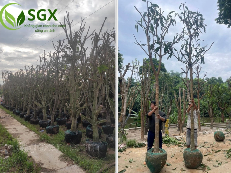 Cây Xoài xanh tươi được trồng trong không gian thoáng với dáng cây cân đối