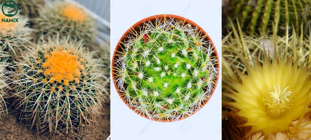 Cây Xương Rồng Kim Hổ thân tròn xanh lục với các đường múi nổi và gai vàng tỏa đều
