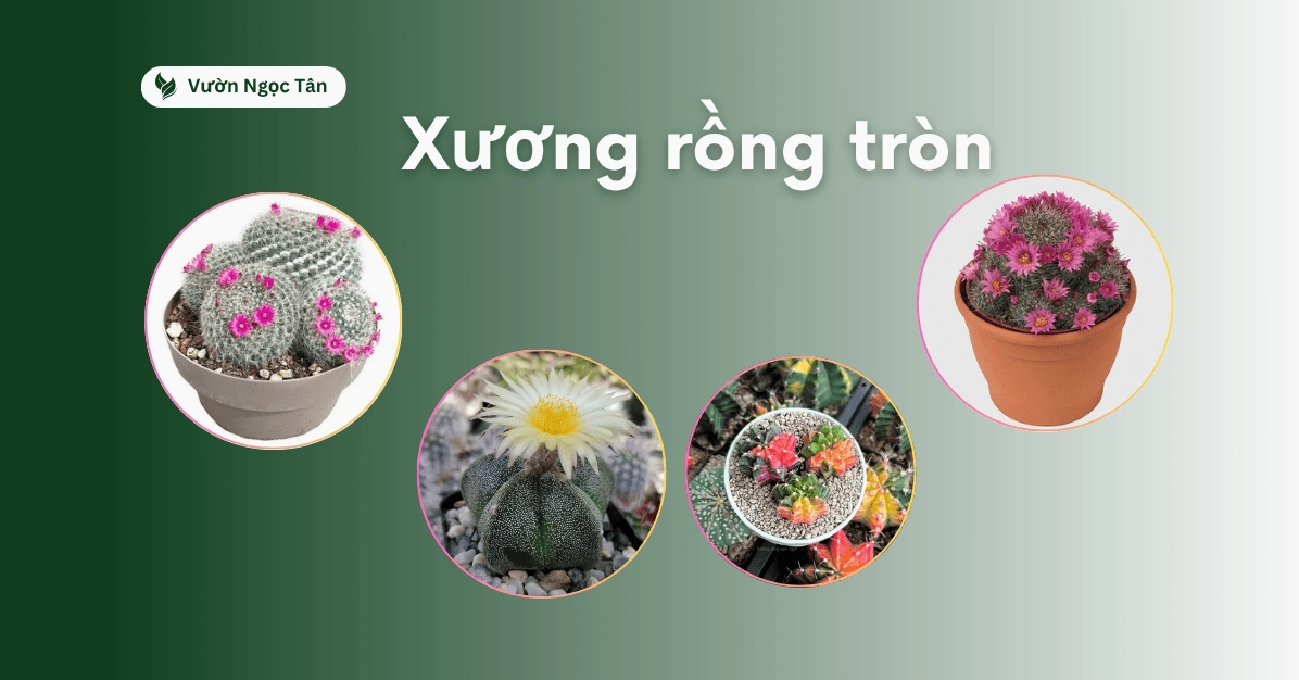 Cây xương rồng tròn đẹp với thân xanh mọng và dáng cầu cân đối trong chậu cảnh nhỏ