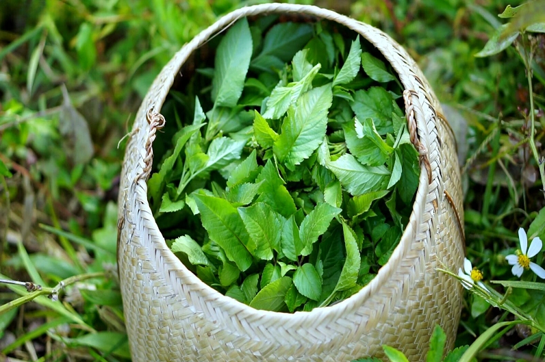 Cây Xuyến Chi có thể thu hái quanh năm rồi phơi khô làm dược liệu trong đời sống dân gian