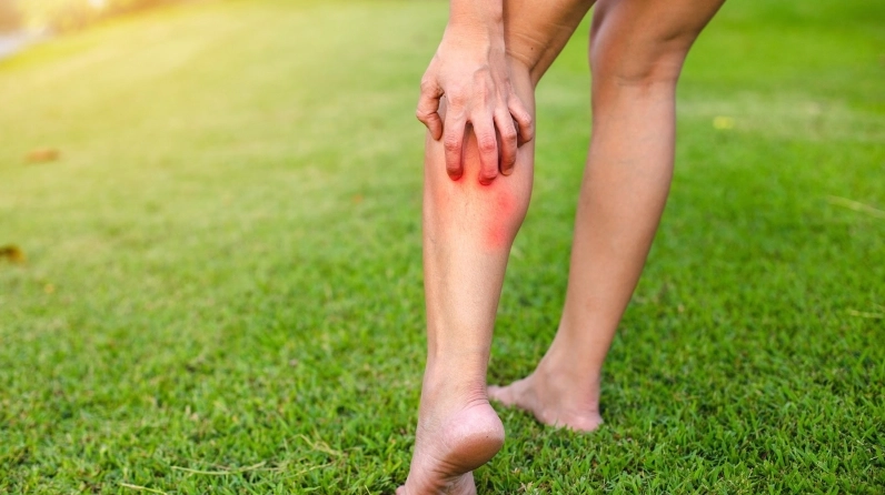 Cây Xuyến Chi trong khung hình cận cảnh cho thấy vẻ đẹp dân dã và giá trị dược liệu nổi bật