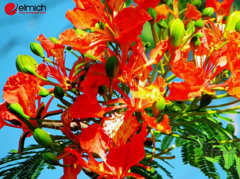 Chăm sóc cây phượng vĩ hiệu quả với tán lá xanh khỏe và khả năng ra hoa tốt hơn