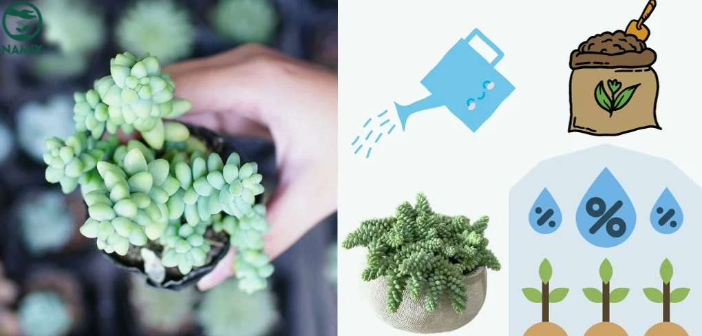 Chăm sóc cây sen đá thường xuyên để giữ dáng xanh đẹp và hạn chế sâu bệnh