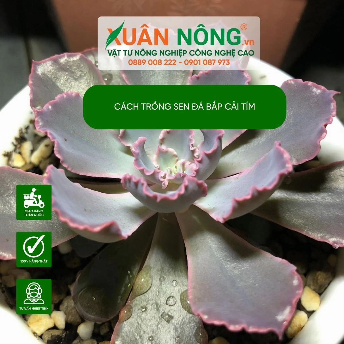 Chăm sóc sen đá bắp cải tím đúng cách để lá mọng, viền tím rõ và cây giữ dáng đẹp