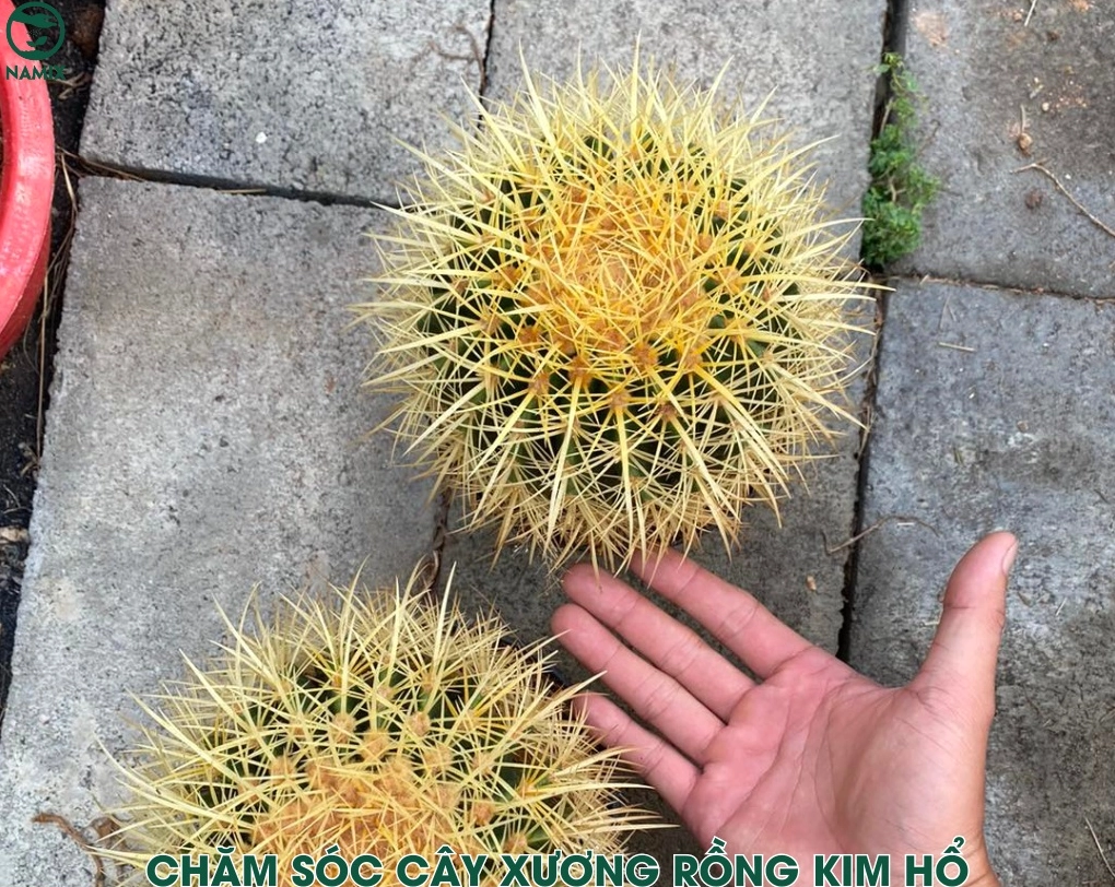 Chăm sóc Xương Rồng Kim Hổ bằng cách đặt cây nơi nhiều nắng và kiểm soát lượng nước
