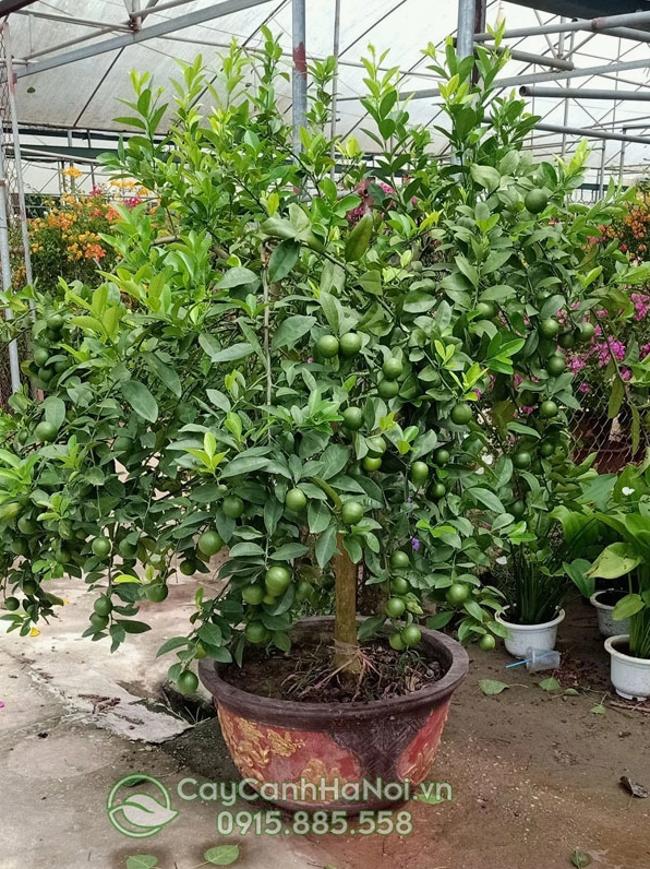 Chanh Tứ Quý trồng chậu trang trí sân vườn với dáng cây thanh thoát
