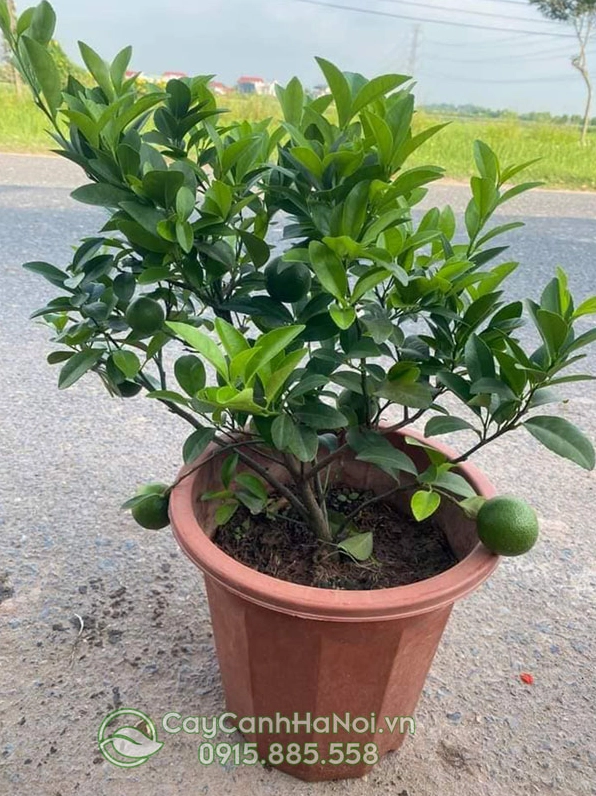 Chanh Tứ Quý trồng trong chậu đẹp với tán lá xanh tươi và dáng cây cân đối