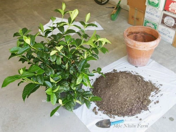 Chậu Bạch Thiên Hương trong điều kiện giá thể thoáng giúp cây phát triển khỏe và dễ ra hoa