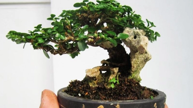 Chậu bonsai Cây Trà Phúc Kiến nhỏ đặt trên bàn làm việc với tán lá xanh gọn