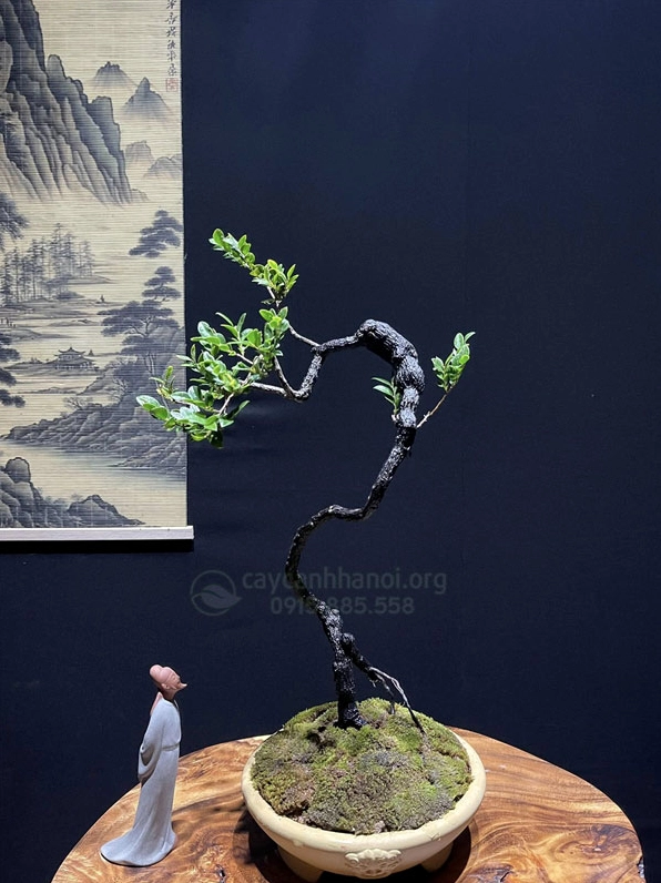 Chậu bonsai Cây Tùng Đen để bàn đẹp với dáng cây gọn gàng và thần thái trang nhã