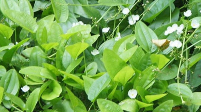Chậu cây bách thủy tiên đặt trang nhã tượng trưng cho may mắn và tài lộc trong phong thủy