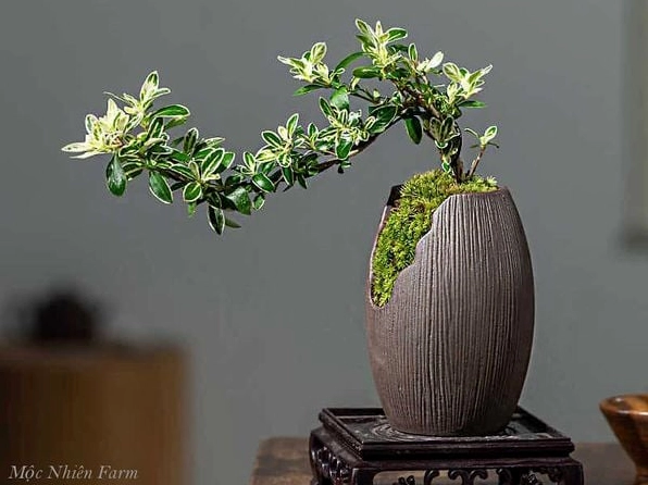 Chậu Cây Bạch Tuyết Mai mang dáng thanh nhã gợi cảm giác may mắn và bình an cho gia chủ
