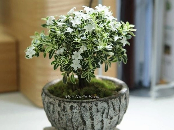 Chậu Cây Bạch Tuyết Mai mang vẻ xanh mướt và cân đối thích hợp làm điểm nhấn trước hiên nhà
