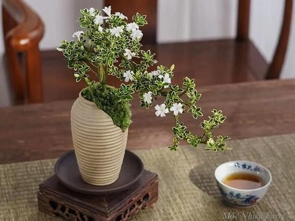 Chậu Cây Bạch Tuyết Mai xanh tốt với tán lá mềm và dáng đứng thanh mảnh trong khung cảnh sáng