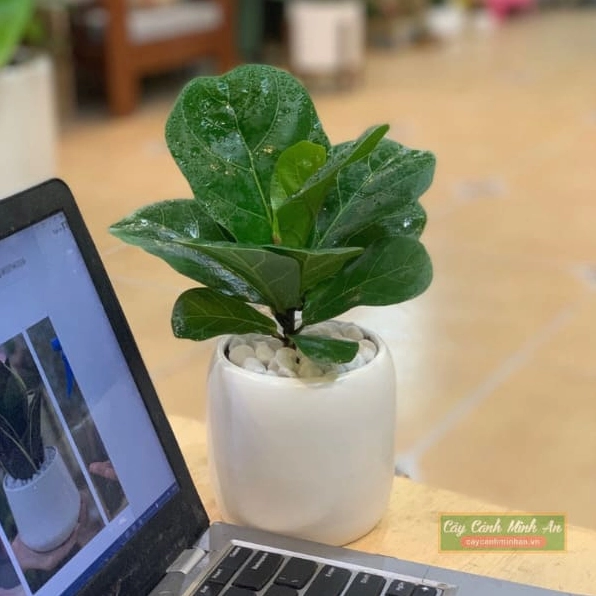 Chậu cây Bàng Singapore mini xanh mướt với phiến lá dày và đường gân rõ nét