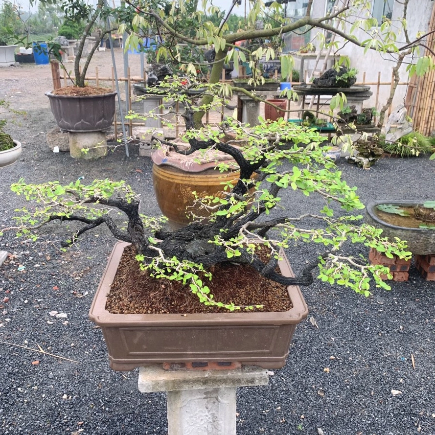 Chậu Cây Cẩm Thị bonsai dáng độc lạ với tán lá xanh nổi bật trong không gian trưng bày