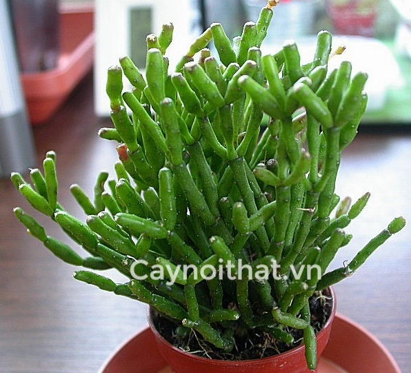 Chậu cây cảnh Lộc Nhung xanh mát được chụp trong bối cảnh trang trí nội thất