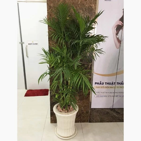 Chậu Cây Cau Hawai đặt sàn với tán lá xanh dày nổi bật trong phong cách nội thất cao cấp