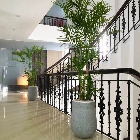 Chậu Cây Cau Hawai xanh khỏe đặt sàn với dáng lá vươn đều tạo cảm giác gọn gàng và sáng không gian