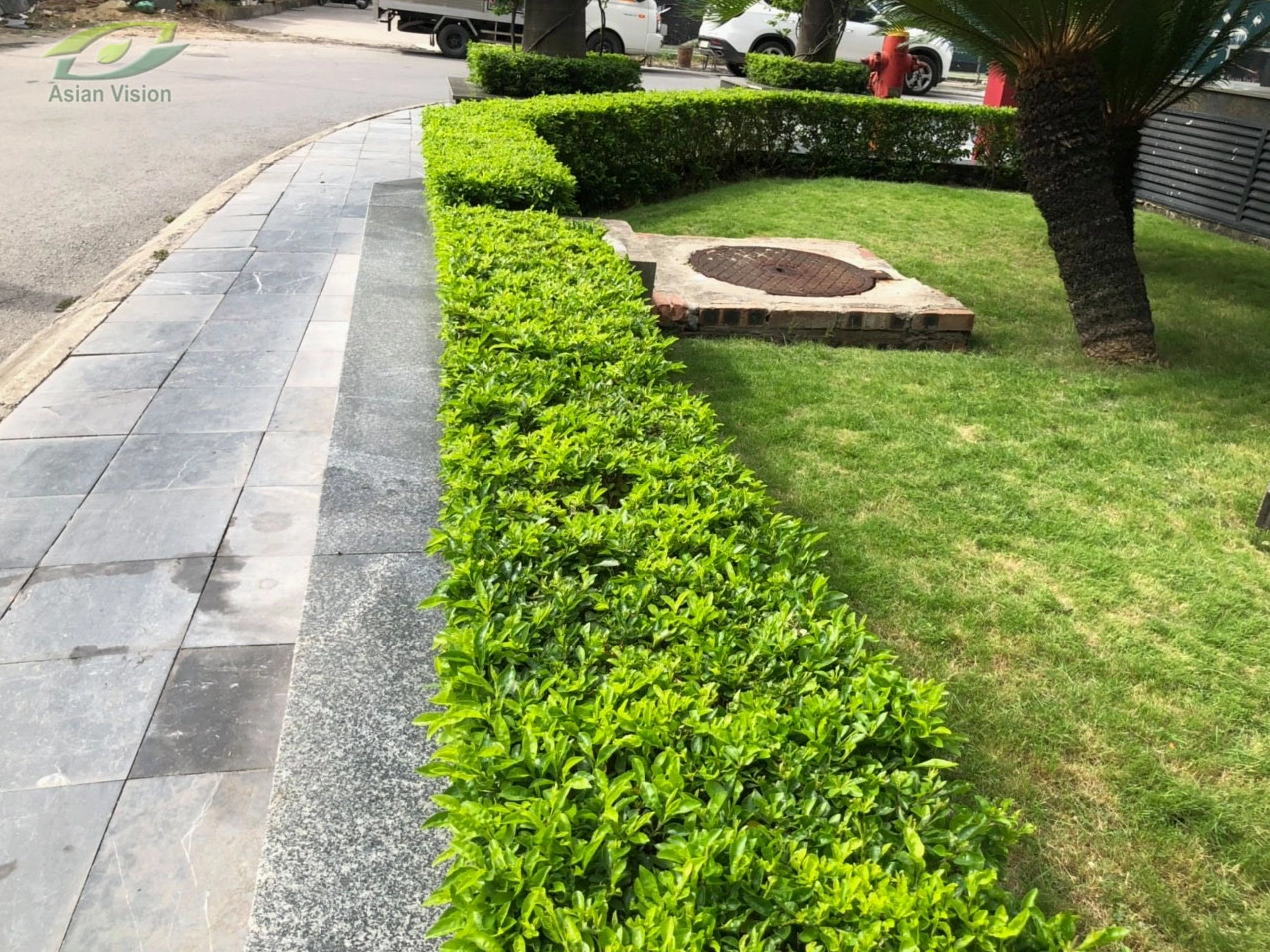 Chậu cây Chuỗi Ngọc nhỏ xinh với tán lá xanh tươi dùng trang trí nội thất dịp lễ Tết