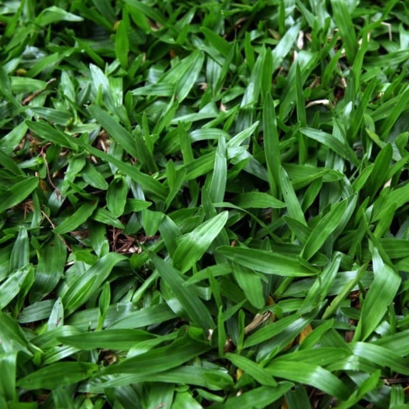Chậu cây cọ lá tre có tán lá tròn xòe dày, xanh non nổi bật trong không gian mở