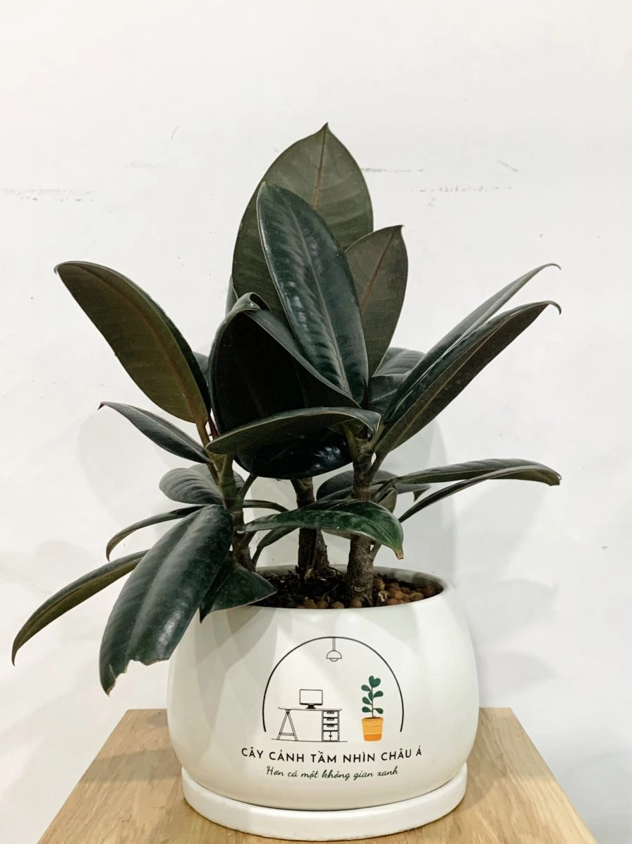 Chậu cây Đa Búp Đỏ mini với lá non ánh đỏ và lá trưởng thành xanh bóng