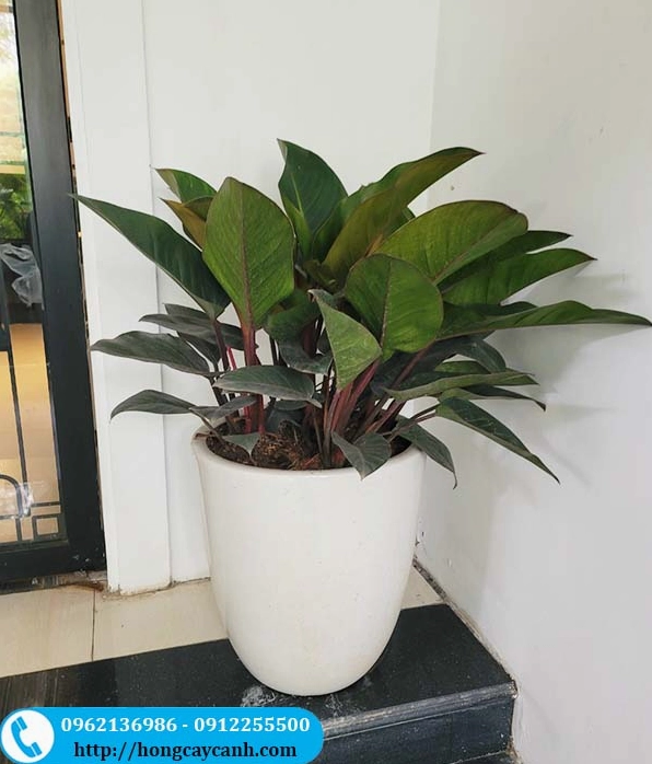 Chậu Cây Đại Đế Vương Đỏ đặt gọn trong nhà với cụm lá lớn vươn đều và khỏe khoắn