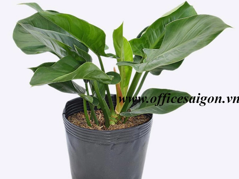 Chậu Cây Đại Đế Vương Xanh phong thủy đặt trong không gian nội thất với lá xanh bóng và dáng cây cân đối
