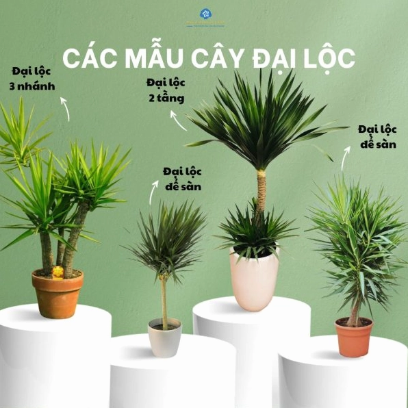Chậu Cây Đại Lộc xanh mướt với tán lá gọn gàng đặt nổi bật trong khung hình vuông