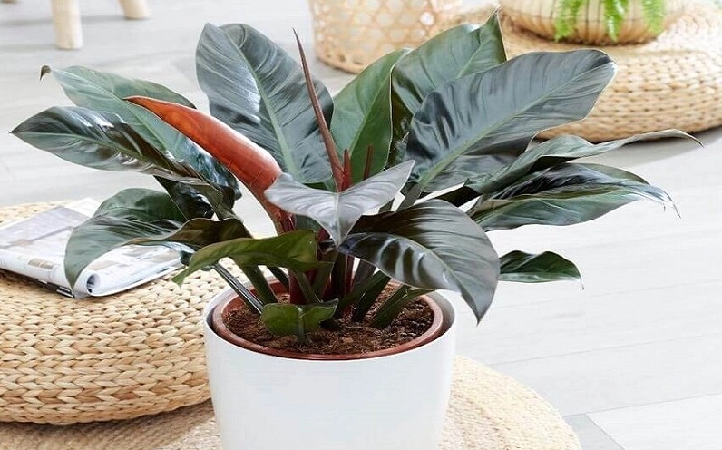 Chậu cây đế vương đỏ được bố trí ở vị trí sáng dịu trong nhà để tôn lên vẻ đẹp của tán lá