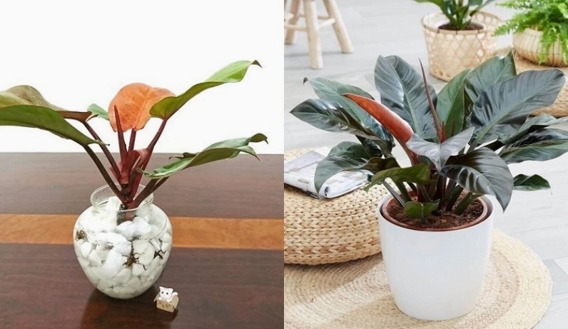 Chậu cây đế vương được yêu thích trong trang trí với lá to và dáng cây tròn đầy bắt mắt