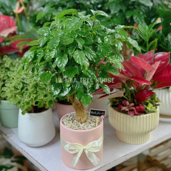 Chậu cây hạnh phúc để bàn có lá xanh dày, dáng đứng thanh lịch phù hợp trang trí nội thất