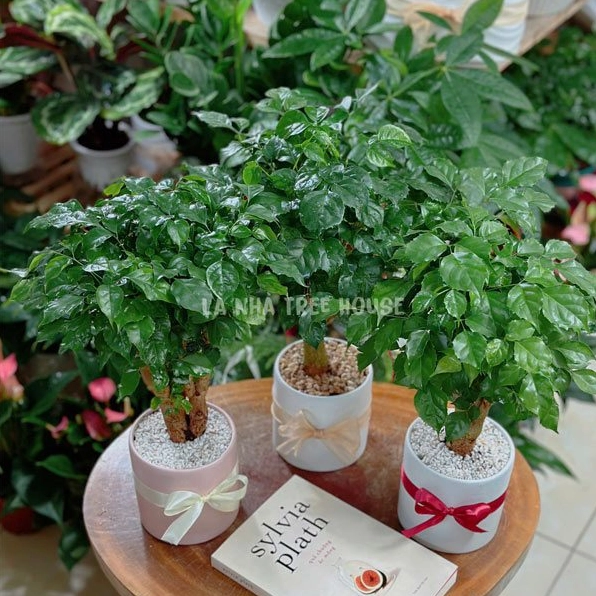 Chậu Cây Hạnh Phúc mini để bàn với tán lá xanh bóng và dáng cây nhỏ gọn trong không gian sáng