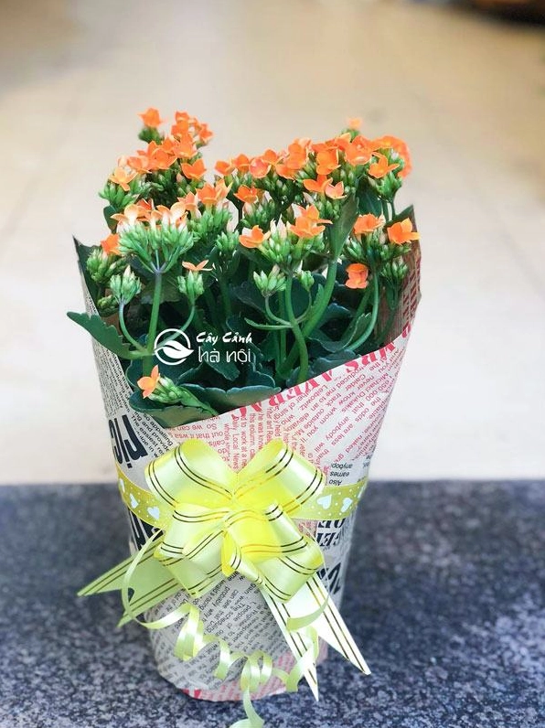 Chậu cây Hoa bỏng được chuẩn bị làm quà tặng thầy cô với sắc hoa tươi tắn và dáng cây gọn gàng
