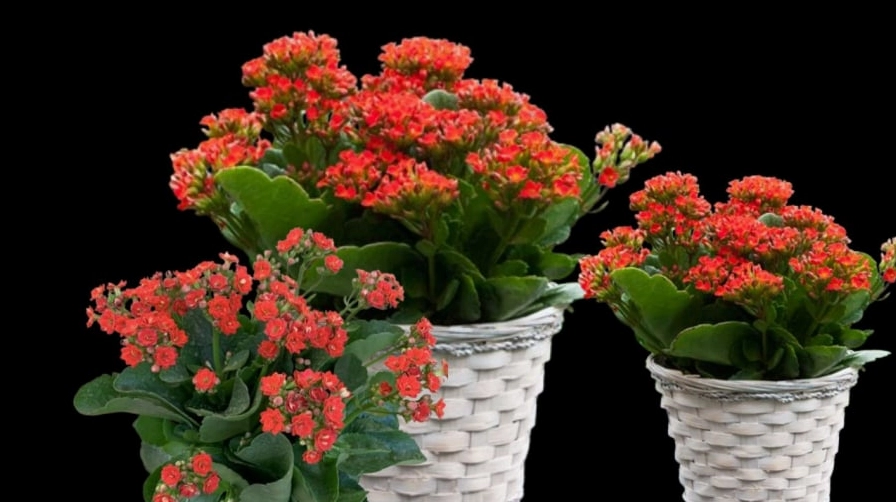 Chậu cây Hoa bỏng xanh tốt với cụm hoa tươi, gợi ý nghĩa sức khỏe và trường thọ