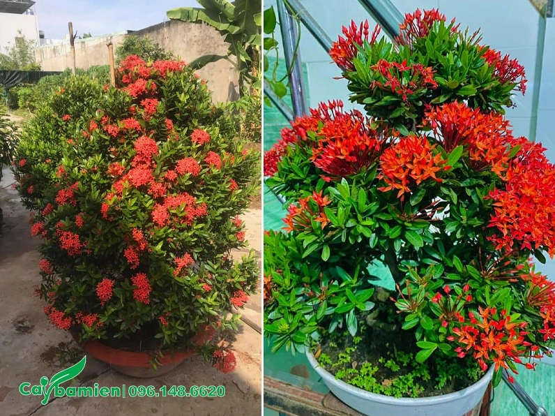 Chậu cây hoa đỏ trang trí trong nhà và sân vườn với dáng gọn gàng và sắc hoa nổi bật