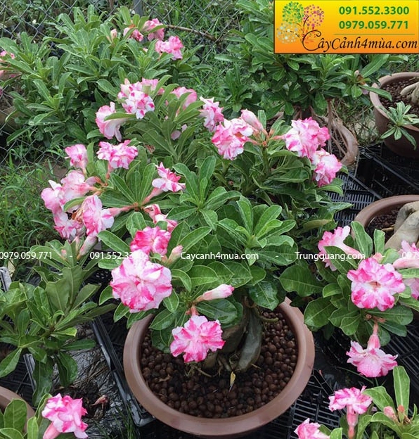 Chậu cây hoa Sứ Thái dáng gọn với thân mập, lá xanh và chùm hoa nổi bật thích hợp trang trí sân vườn