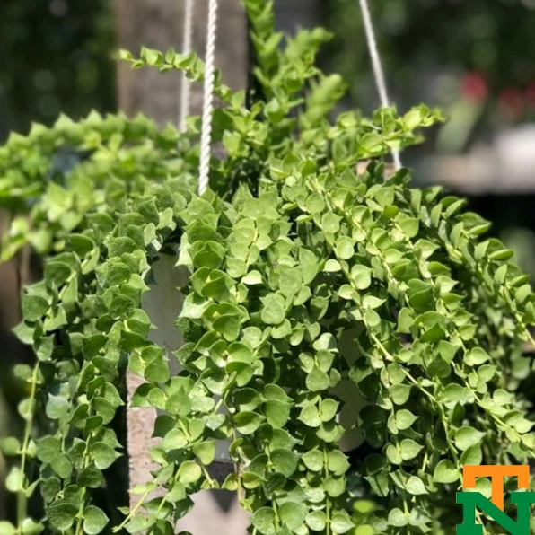 Chậu cây hoa tím treo với sắc màu mềm mại gợi cảm hứng trang trí bên cạnh Vạn Niên Thanh leo rủ lá