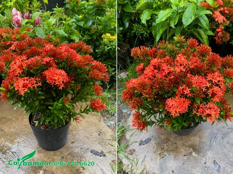 Chậu cây hoa Trang Đỏ cao khoảng 35 đến 40cm với tán lá gọn và hoa nở đỏ tươi