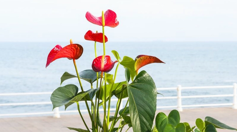 Chậu cây hồng môn nhỏ được trưng bày gọn gàng như gợi ý mua cây cảnh để bàn