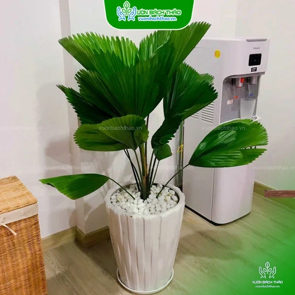 Chậu cây Kè Nhật dáng đứng trang nhã phù hợp bài trí trong nhà hoặc sảnh đón khách