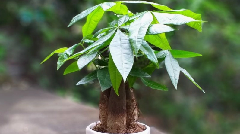 Chậu Cây Kim Ngân thân bện nổi bật với tán lá xanh tươi đặt trong không gian sáng, mang cảm giác tài lộc và sung túc