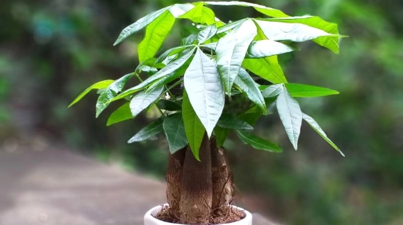 Chậu Cây Kim Ngân xanh mướt với thân đan và lá xòe đẹp mắt trong bối cảnh nội thất sáng sủa