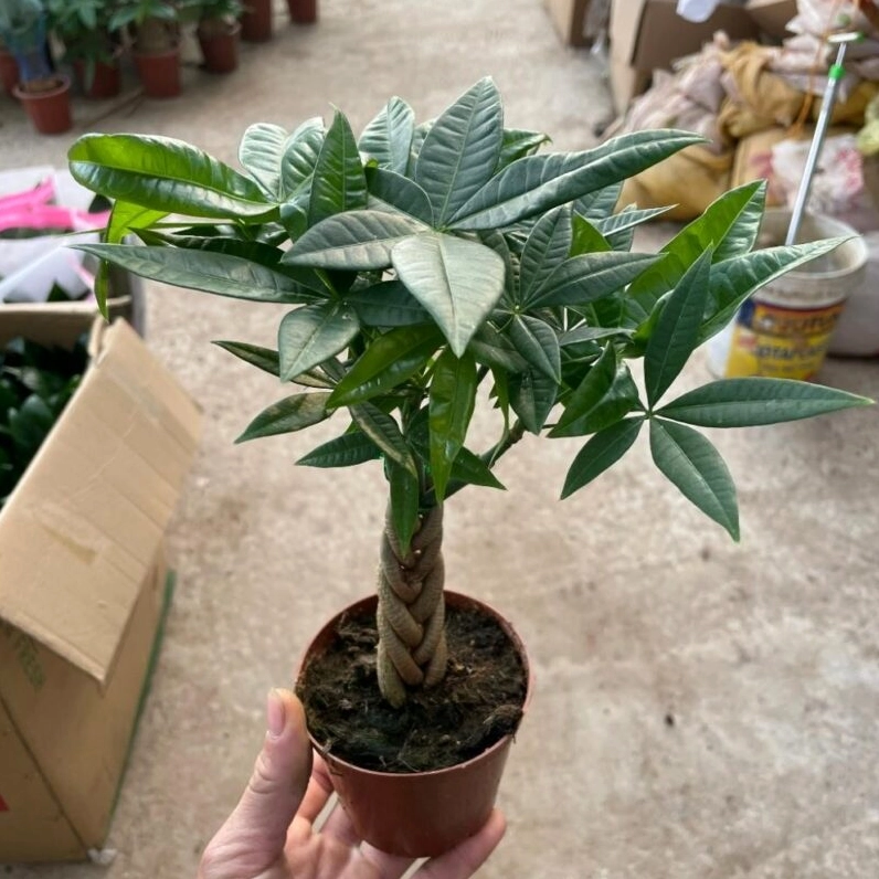 Chậu cây kim ngân xoắn nhỏ có bố cục cân đối để trang trí bàn làm việc