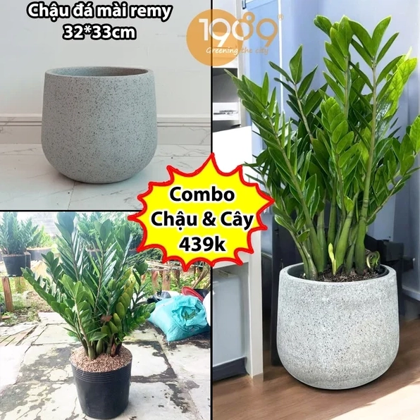 Chậu Cây Kim Phát Tài nhỏ gọn với nhiều cành lá xanh bóng thích hợp bài trí trên bàn hoặc kệ thấp