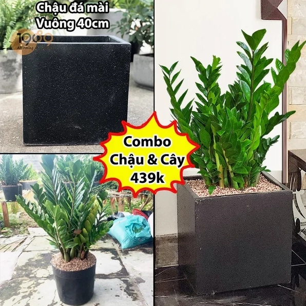 Chậu Cây Kim Phát Tài xanh mướt đặt trong không gian văn phòng sáng sủa với tán lá bóng dày nổi bật