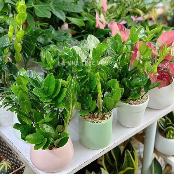 Chậu cây kim tiền để bàn có tán lá xanh bóng nổi bật trong không gian sáng