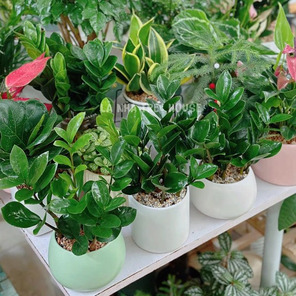 Chậu cây kim tiền mini để bàn với tán lá xanh đậm xếp thành từng nhánh cân đối